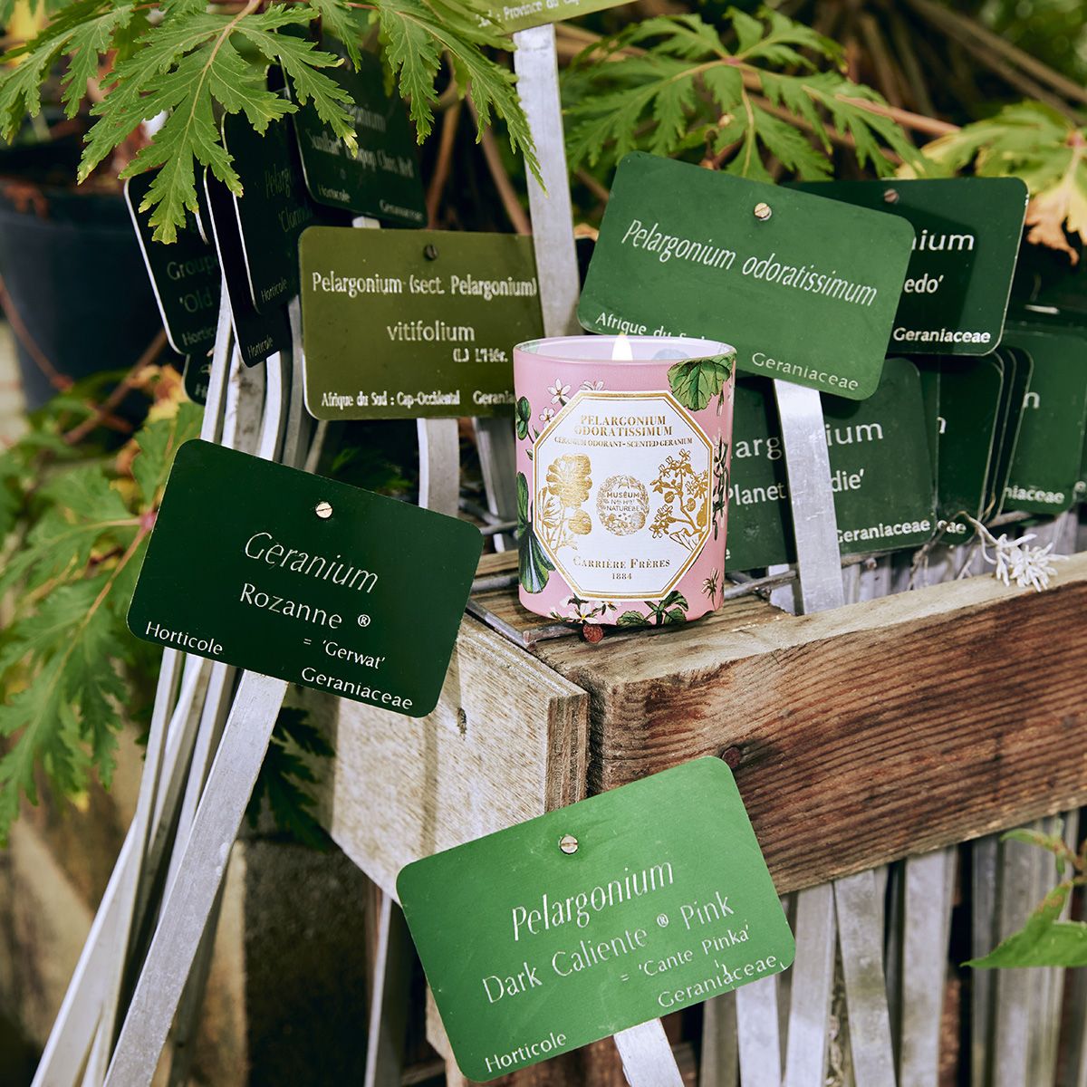 Carriere Freres Geranium Candle Lifestyle