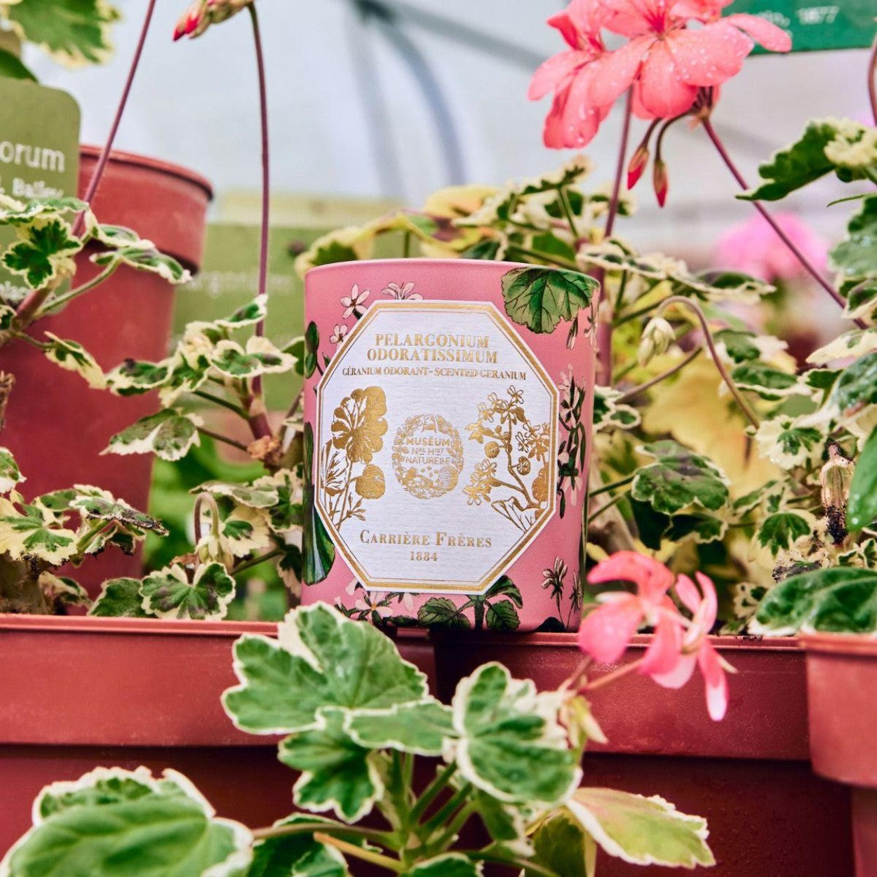 Carriere Freres Geranium Candle Lifestyle