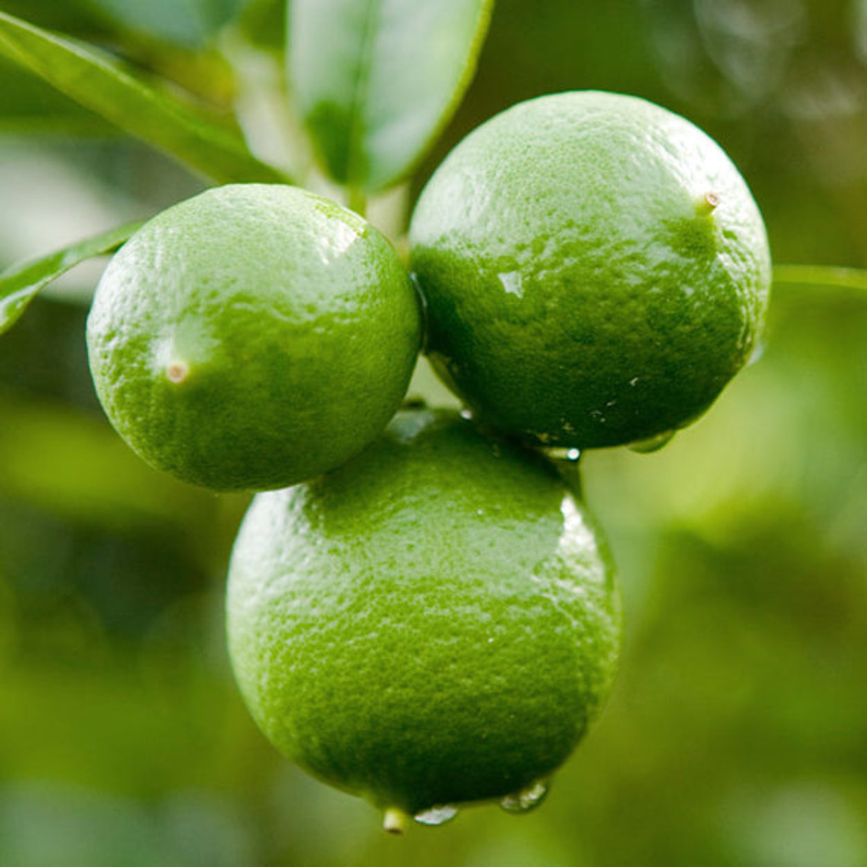 LimeZestandMatchaLiquidSoap 2