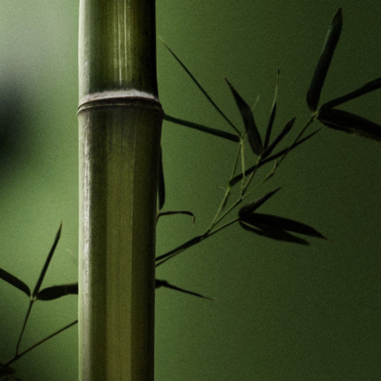 NestNewYorkBamboo-ReedDiffuser_image 4