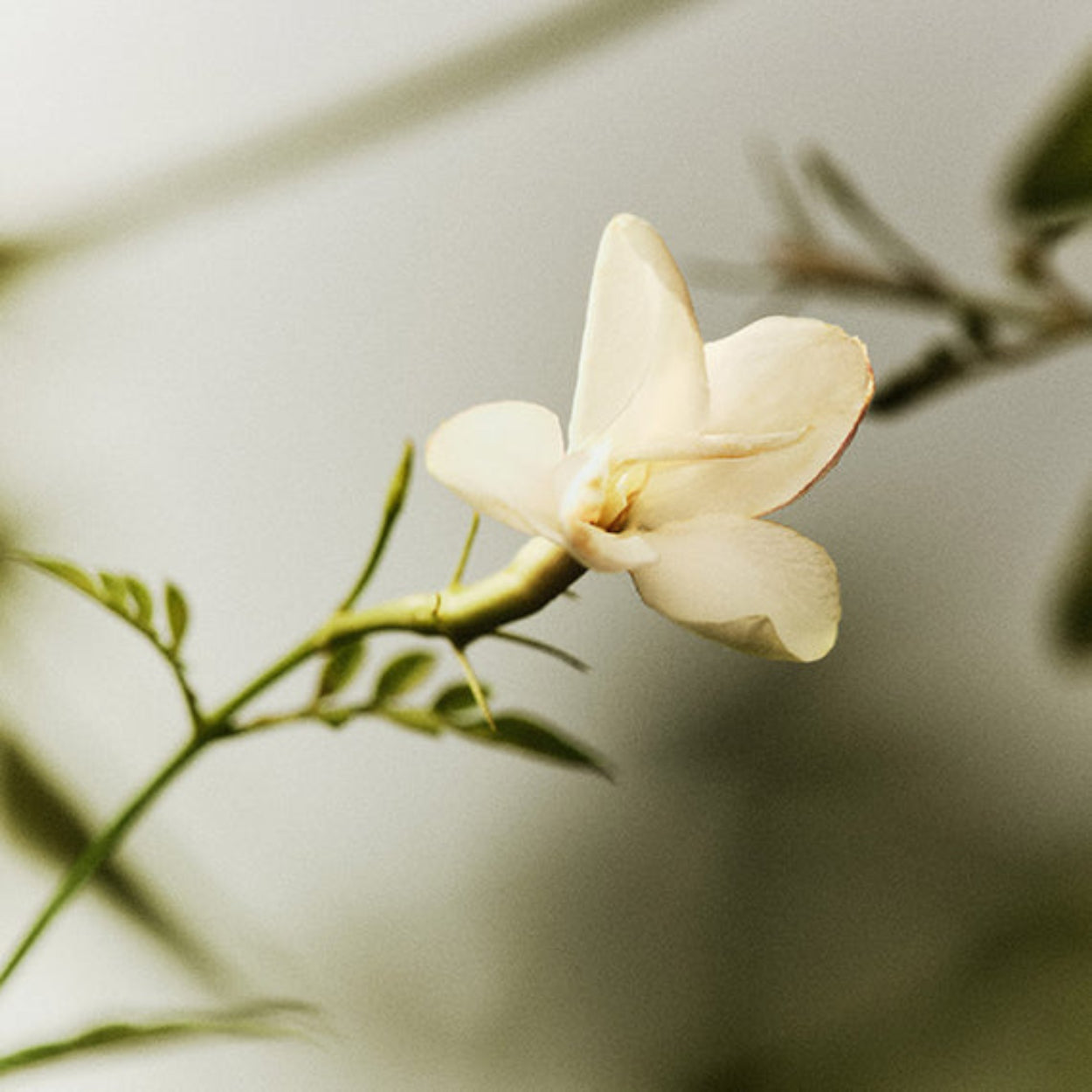 NestNewYorkBamboo-ReedDiffuser_image 5