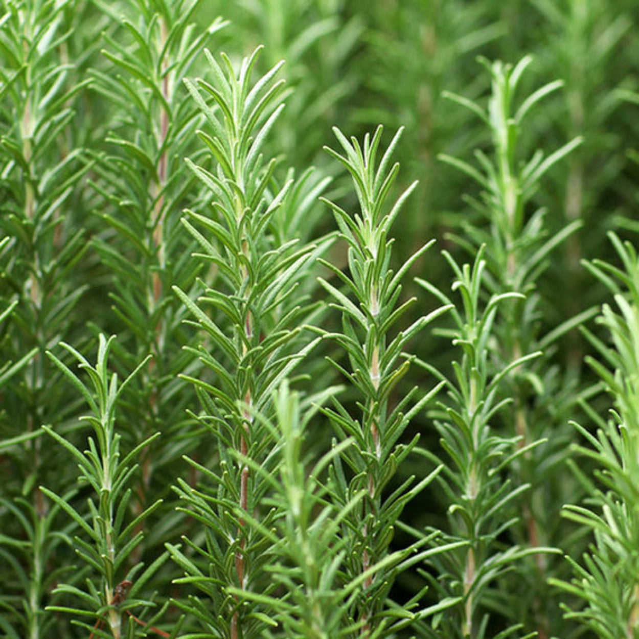 NestNewYorkCedarLeaf_Lavender-ClassicCandle_3