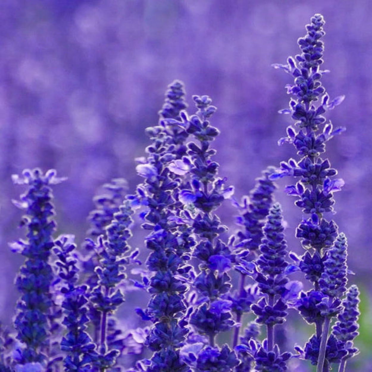 NestNewYorkCedarLeaf_Lavender-LiquidSoap_3