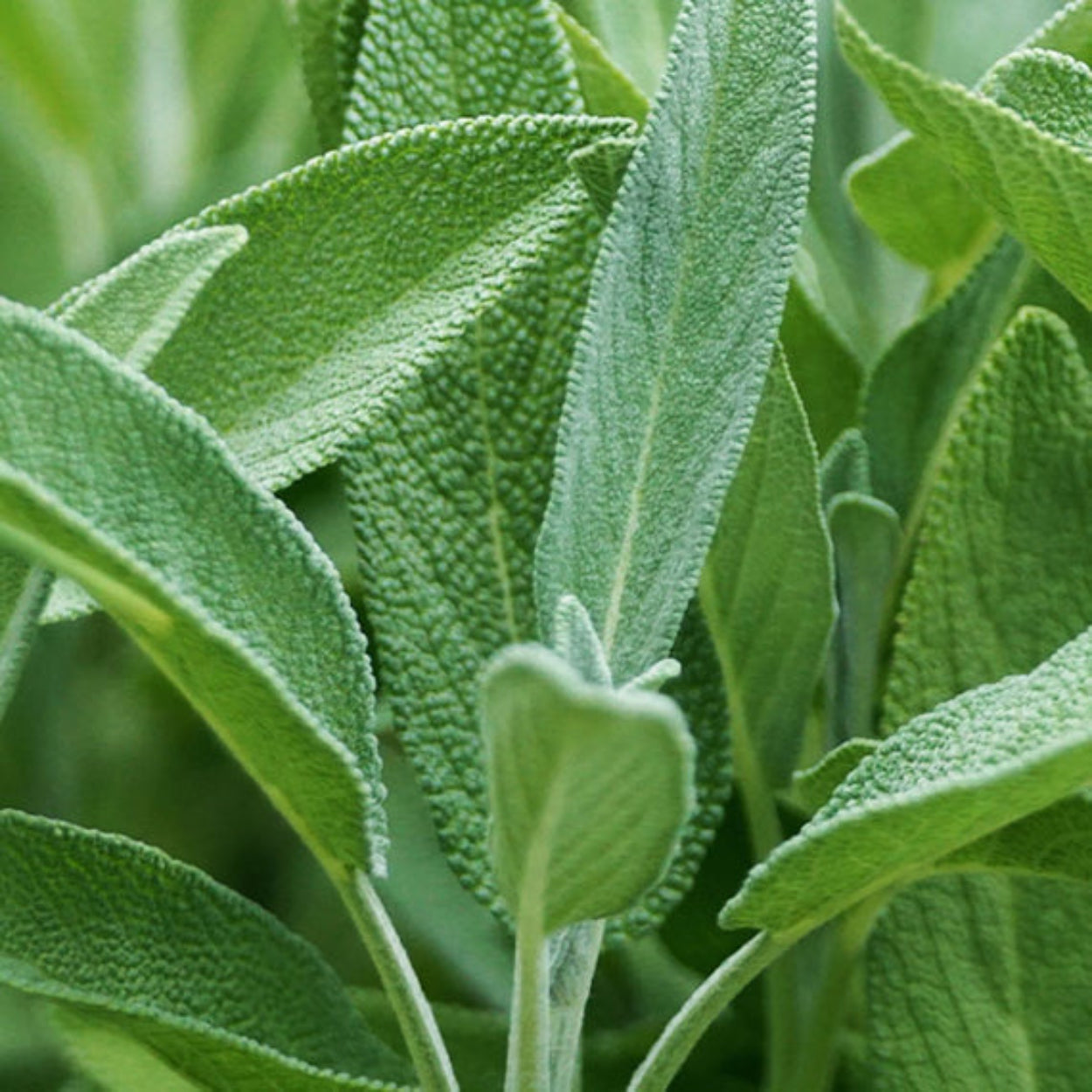 NestNewYorkCedarLeaf_Lavender-LiquidSoap_5