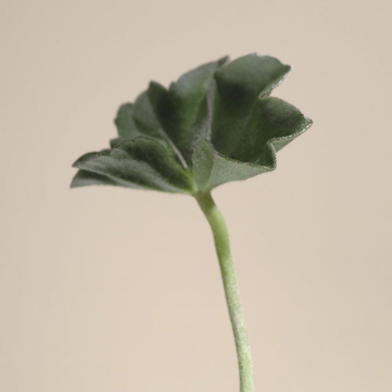 NestNewYorkHimalayanSalt_RosewaterLuxuryCandle_4