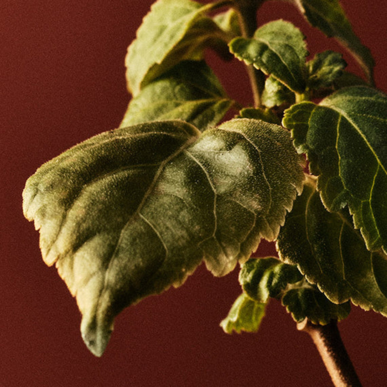 NestNewYorkMoroccanAmber-ClassicCandle_5