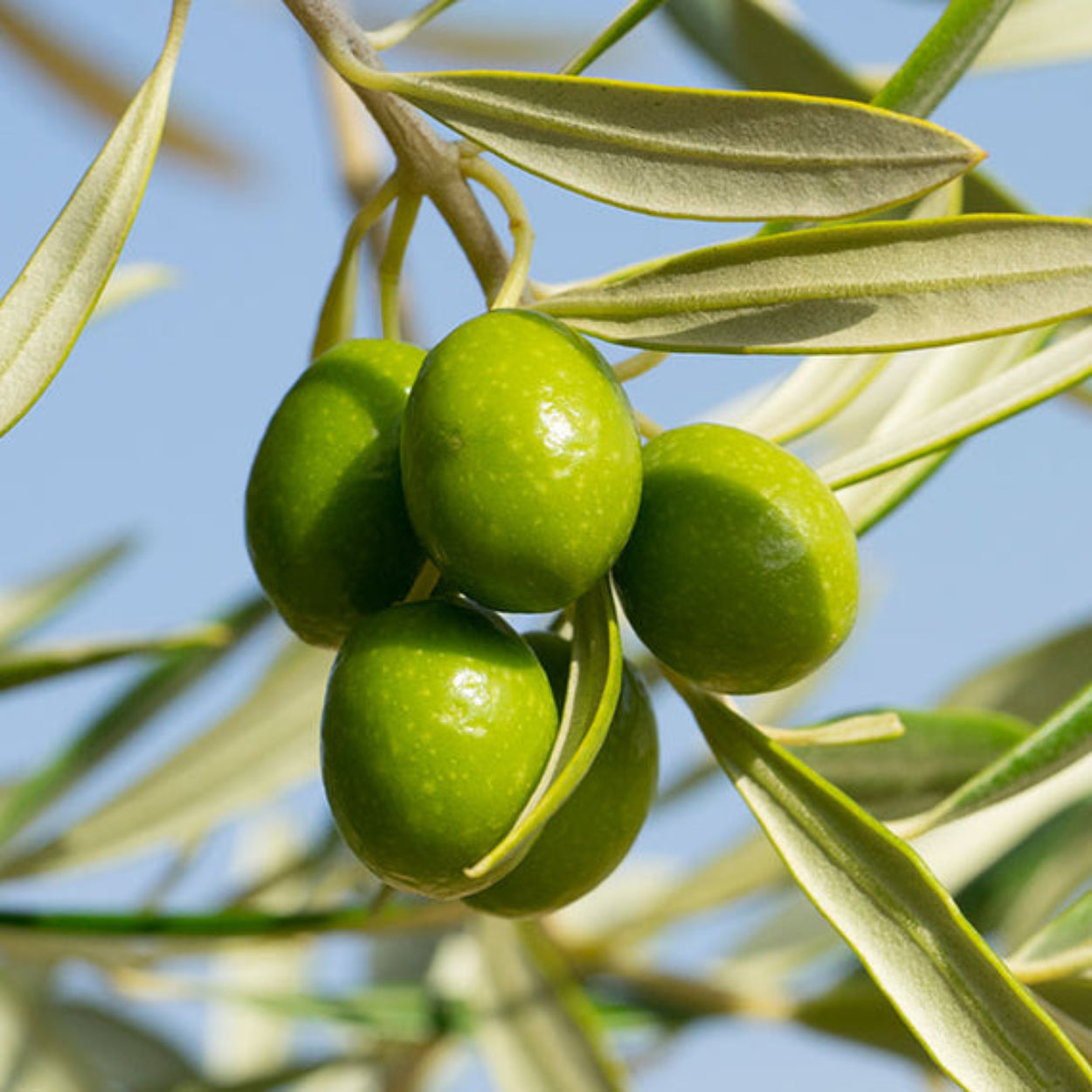 Santorini_Olive_and_Citron_classic_Candle 5