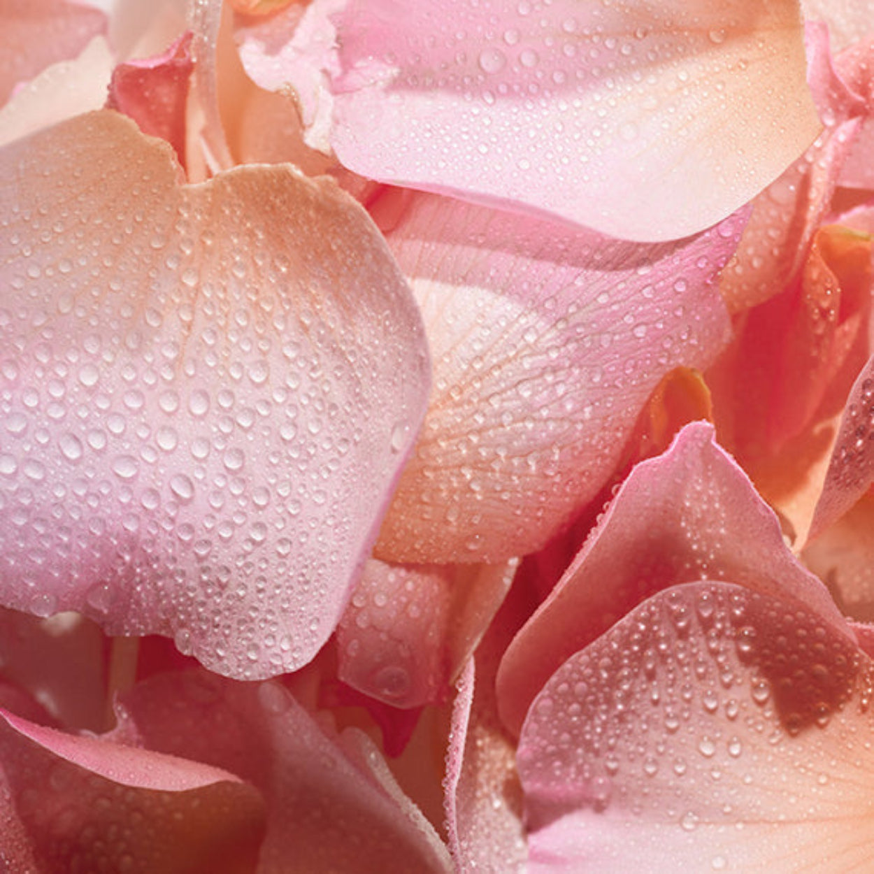 NestNewYorkHimalayanSalt_Rosewater-3WickCandle_image 3