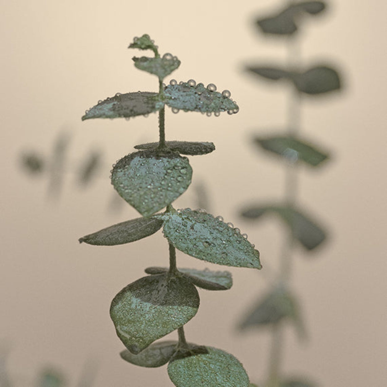 NestNewYorkWildMint_Eucalyptus-3