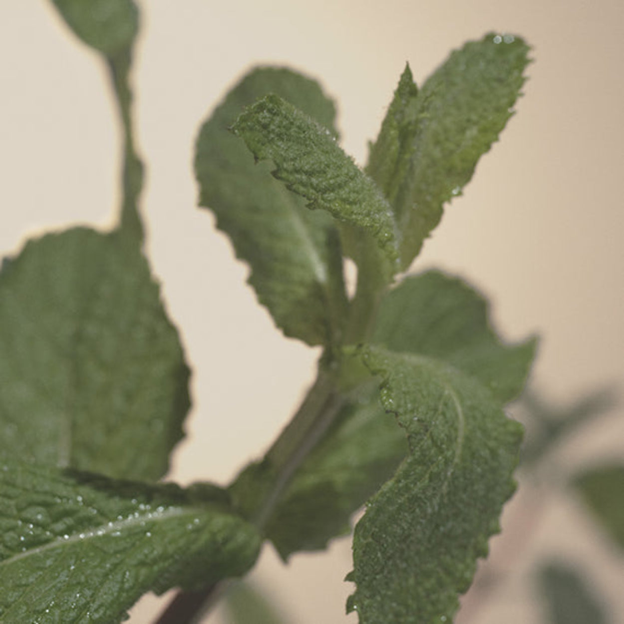 NestNewYorkWildMint_Eucalyptus-4