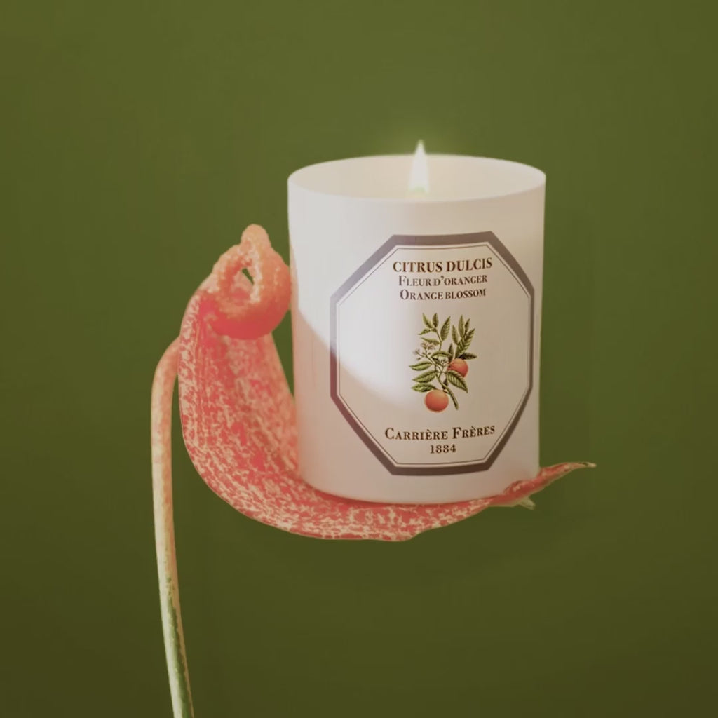 Carriere Freres Orange Blossom Candle Video